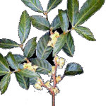 300px-Planta_muira_puama