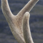 300px-Red_deer_stag_velvet