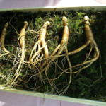 300px-ginseng-641890_640