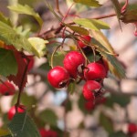 hawthorn-1036555_640