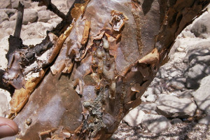 By Mauro Raffaelli (Own work) [CC BY-SA 3.0 (http://creativecommons.org/licenses/by-sa/3.0) or GFDL (http://www.gnu.org/copyleft/fdl.html)], via Wikimedia Commons