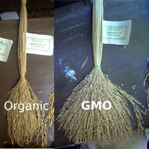 organic-vs-gmo