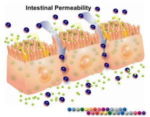 intestinal-permeability