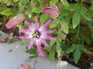 carlospassionflower