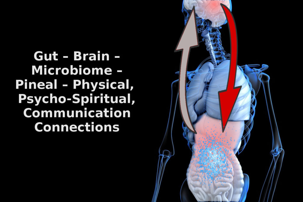 gut brain microbiome connections