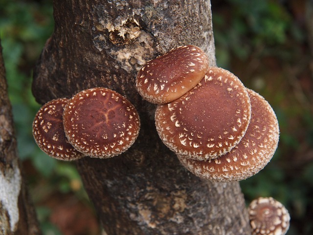 shiitake mushroom by Nova Jiang @Pixabay