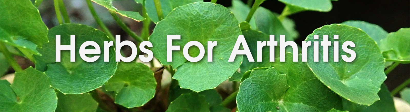 Herbs for Arthritis