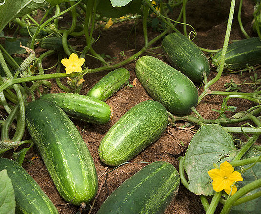 cucumbers