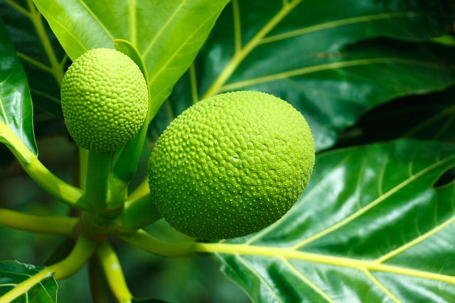 breadfruit tropical food and medicine
