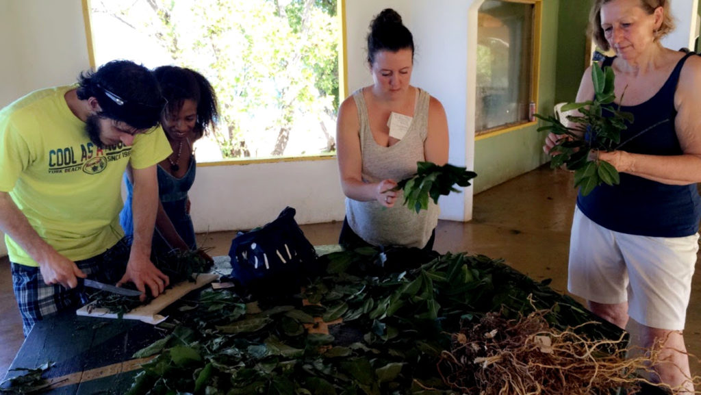 jamaica ecotour for cures