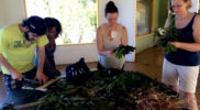 Learning to Prepare Medicinal Herbs