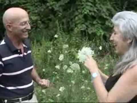 queen anne's lace