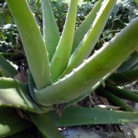 aloe-vera-262725_640
