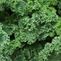kale-852033_640