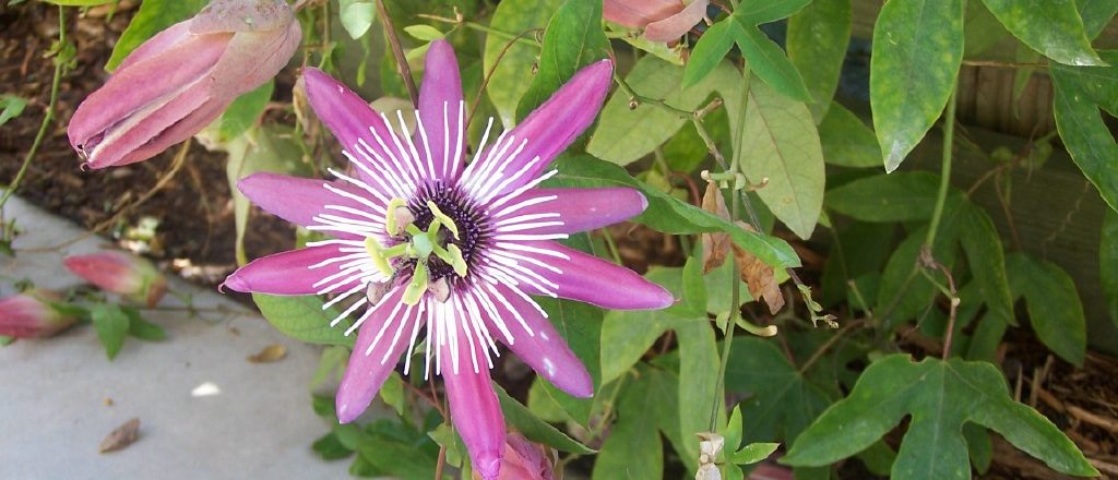 passion flowers by Carlos