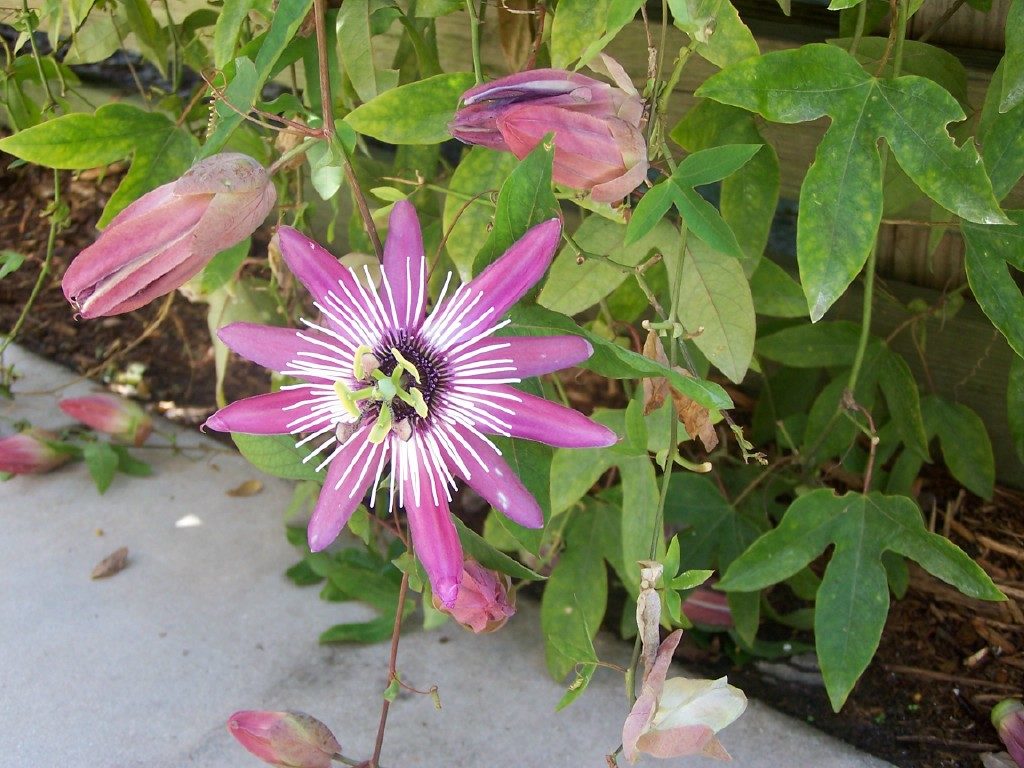 passion flowers by Carlos