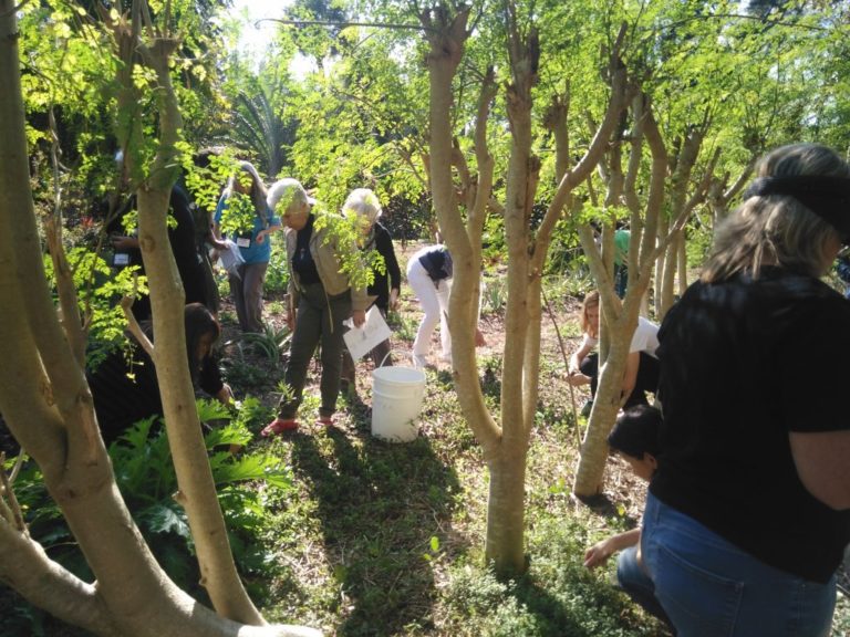 Gathering medicinal plants in the wild Gathering medicinal plants in the wild