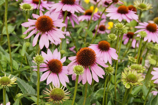 herbs as medicine