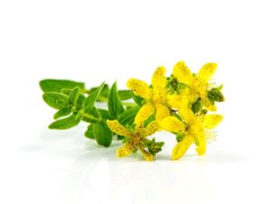 herb-st-johns-wort-1541346_640