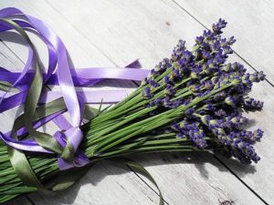 lavender-2395071_640
