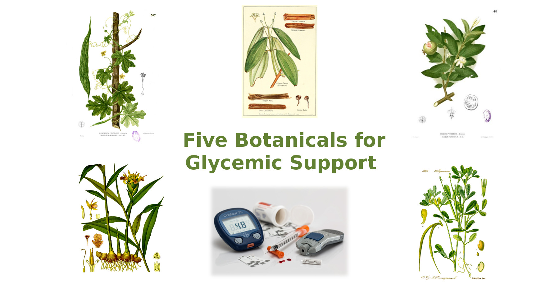 botanicals glycemic support