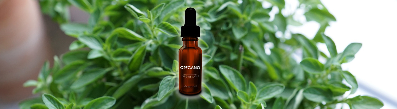 Essential Oil of Oregano Natural Antibiotic