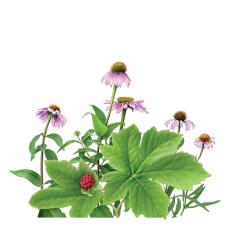 echinacea and goldenseal for coronavirus