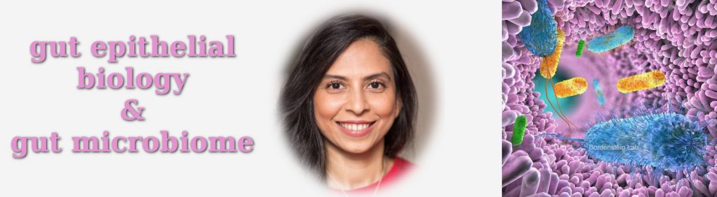 gut epithelial biology and gut microbiome research with vidisha mohad phd