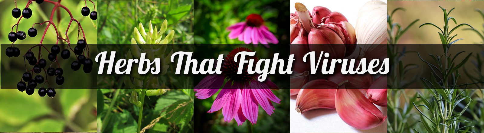 Herbs That Fight Viruses - article by NewsMax