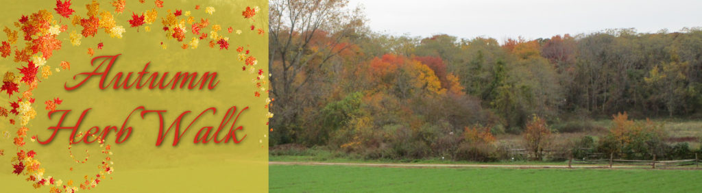 autumn herb walk at restoration farm