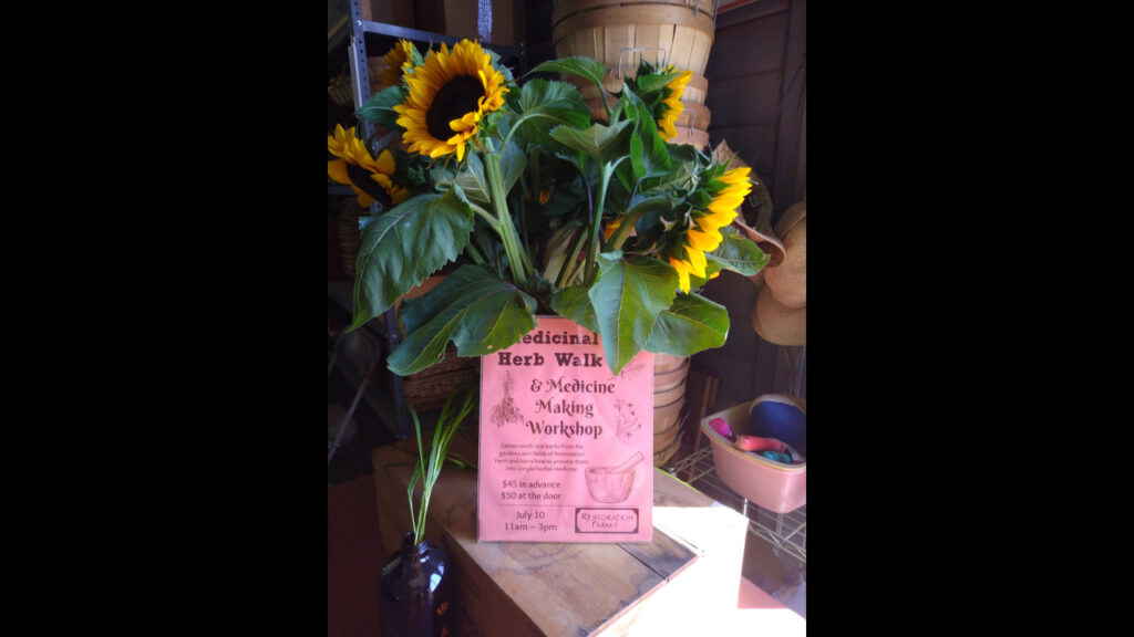 2022 Wild Edibles and Herbal Medicine Making Funshop