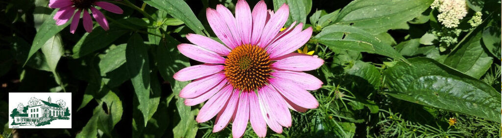 Nature as medicine online presentation via Bryant Library