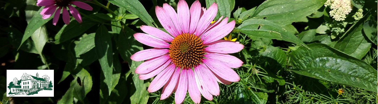 Nature as medicine online presentation via Bryant Library