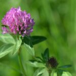 Red Clover