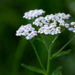 Common Yarrow