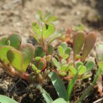 Purslane