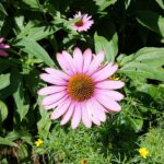Purple Cone Flower