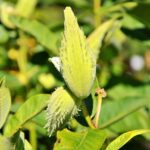 Common Milkweed