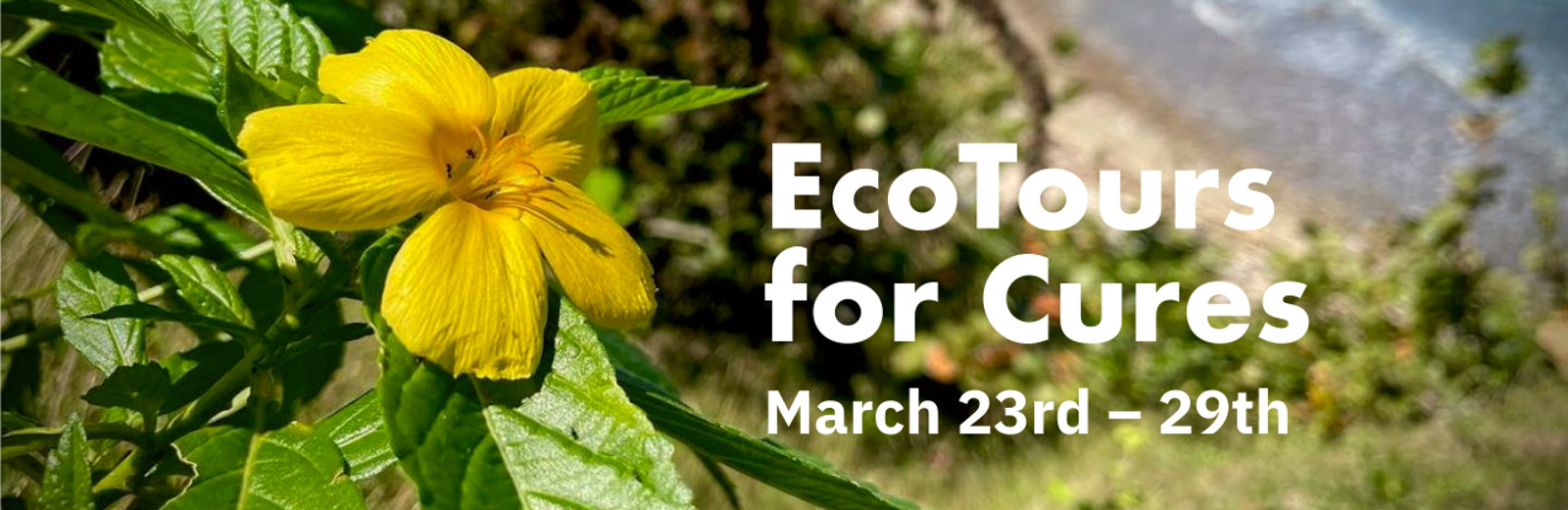 Ecotours for cures 2024 in the island of Jamaica