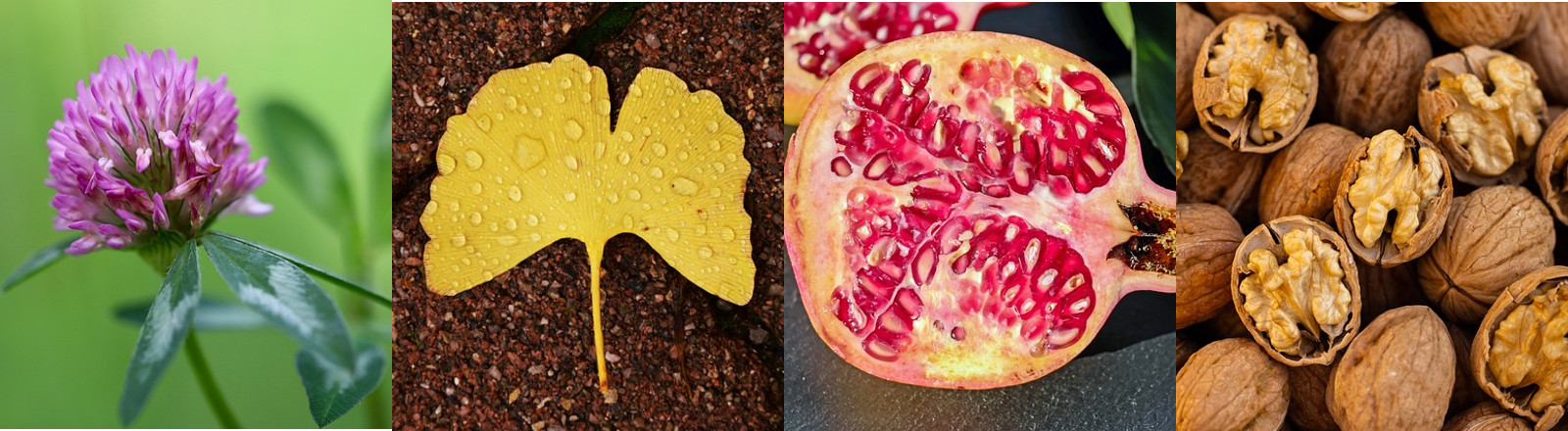 Doctrine of Signature of plant parts