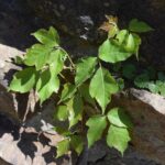 poison ivy plant