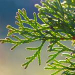 thuja leaves