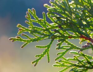thuja leaves